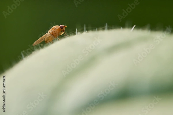 Obraz Drosophila resting on a leaf