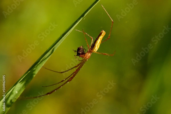 Obraz Spider hunting