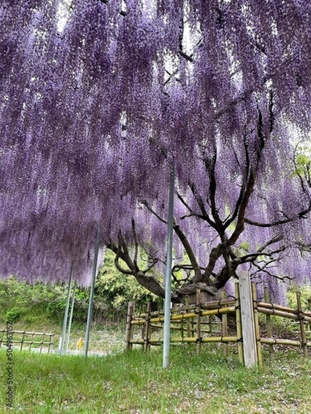 Obraz spring in the park