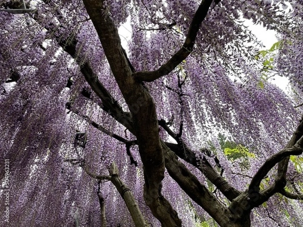 Obraz tree in spring