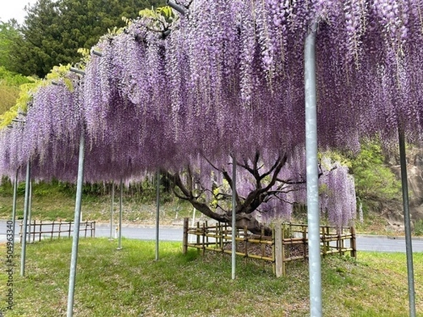 Obraz lavender field in spring