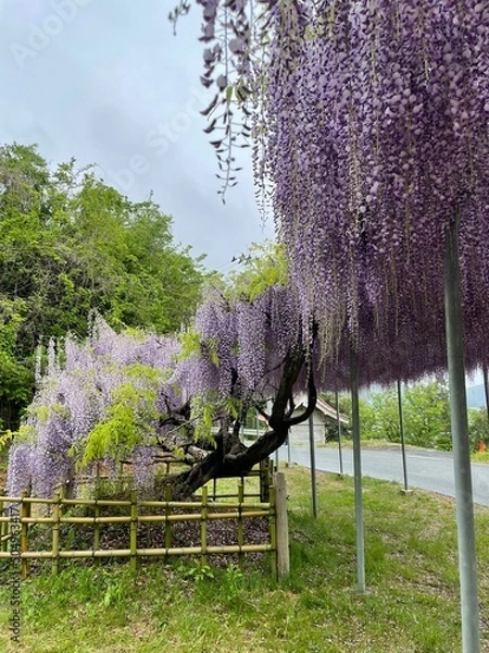 Obraz spring in the park