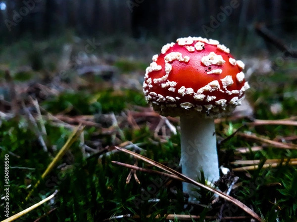 Fototapeta fly agaric mushroom