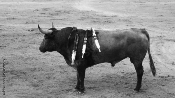 Obraz Corrida de Toros