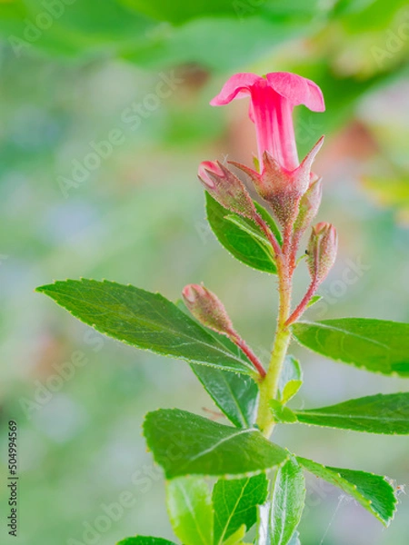 Obraz pink lily in the garden