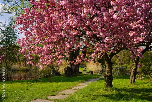 Fototapeta Pink flowering tree over nature background - Spring tree -  Spring Background. Closeup view o flower cherry blossoms, prunus serrulata