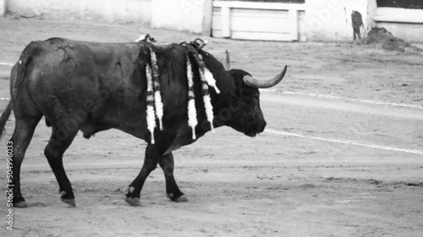 Obraz Corrida de Toros