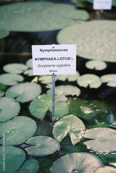 Obraz nymphea lotus