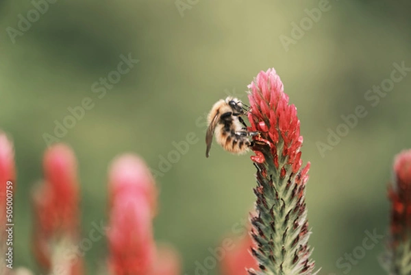 Obraz flower and bee