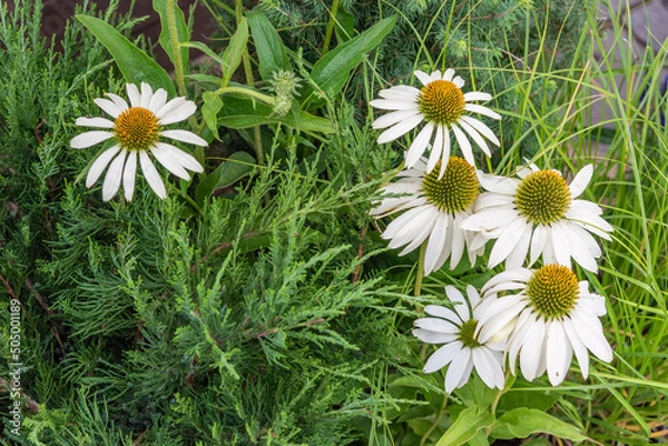 Fototapeta A group of white chamomile flowers on the background of a young growth of coniferous plants.