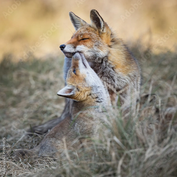 Obraz red fox fixen with cub