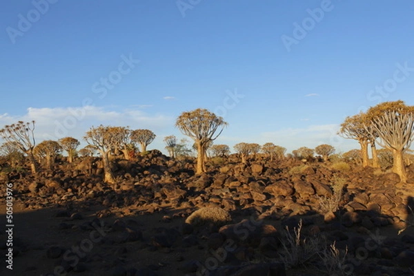 Fototapeta Quiver tree forest at sunset