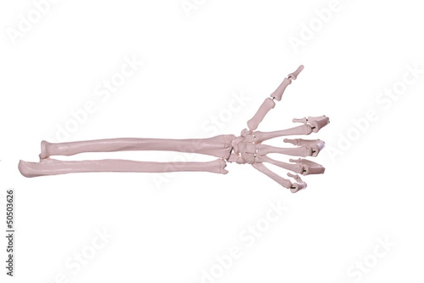 Obraz count 1- hand of bones