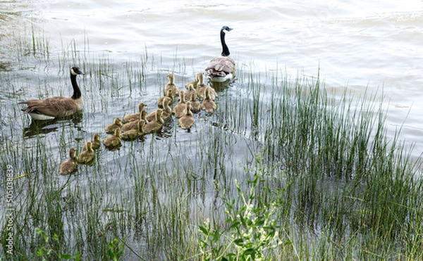 Fototapeta Dramatic image of a family of geese entering a lake at Lagoon valley park in Fairfield California with reeds in the lake foreground.