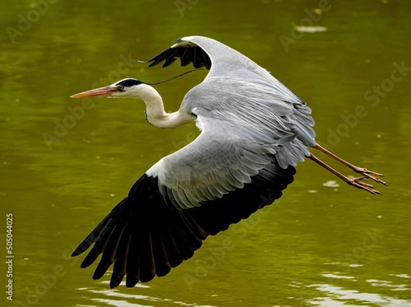 Obraz 水面を跳ぶアオサギ