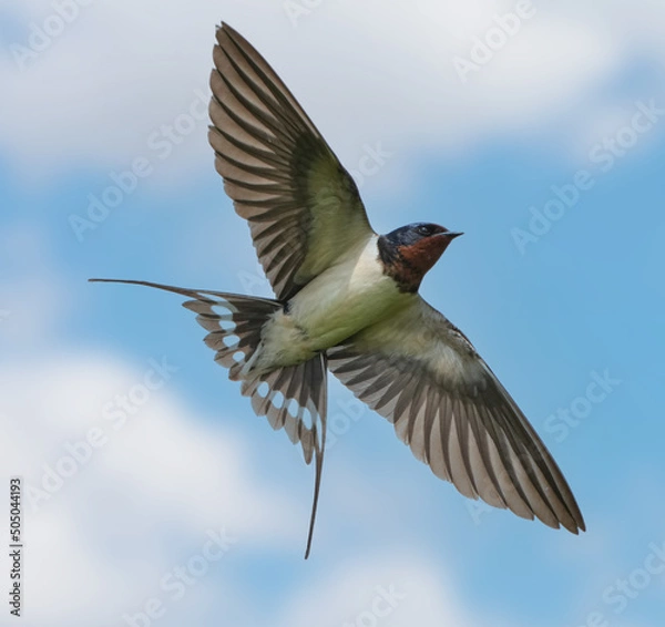 Obraz 青空を跳ぶツバメ