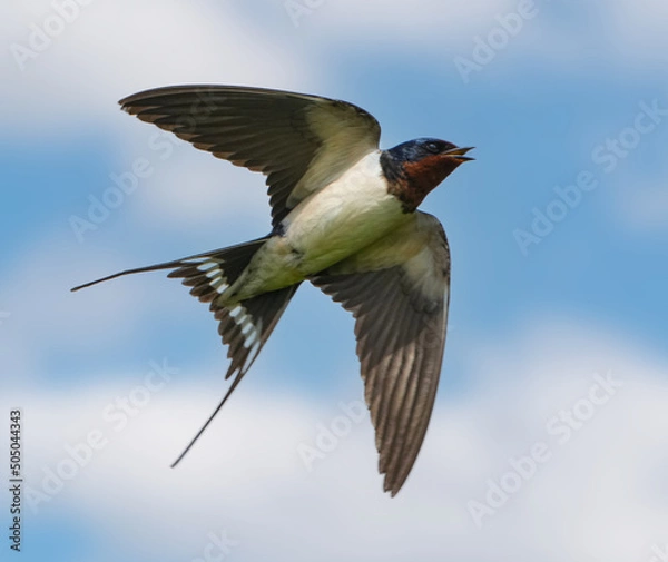 Obraz 青空を跳ぶツバメ