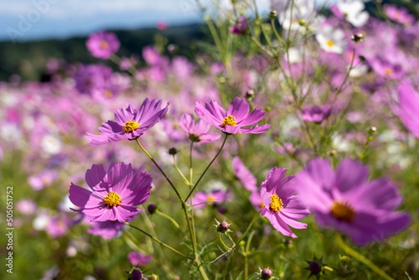 Fototapeta 晴天の下、ゲレンデを彩るコスモスの花