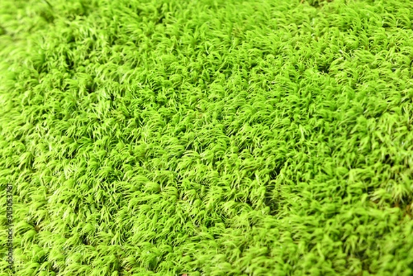 Fototapeta 石に生えた苔