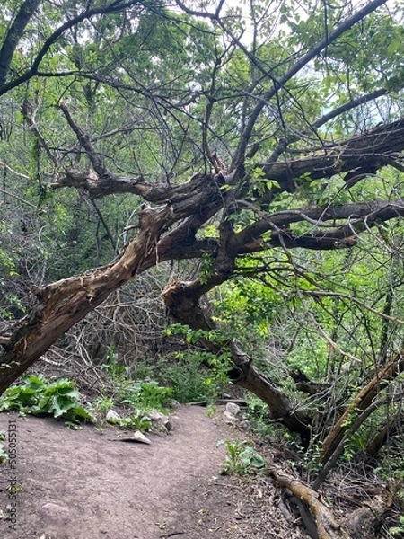 Obraz tree in the forest
