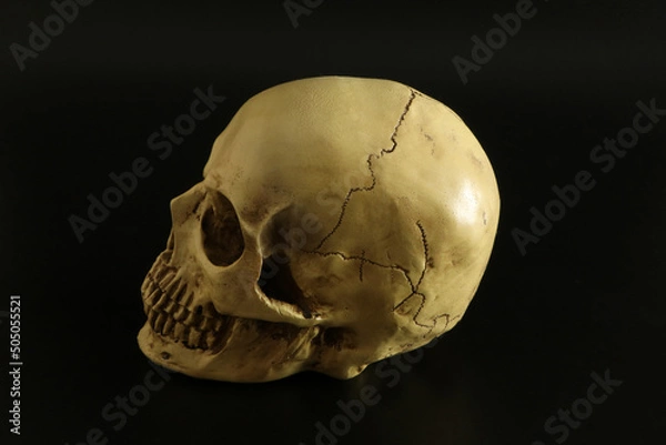 Obraz 怖い不気味なドクロ頭蓋骨（シンプル黒背景）