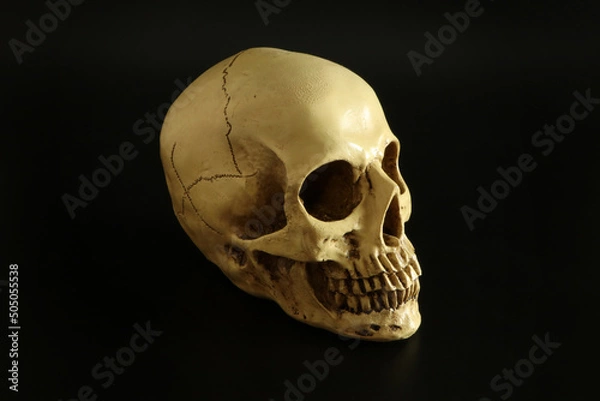 Obraz 怖い不気味なドクロ頭蓋骨（シンプル黒背景）