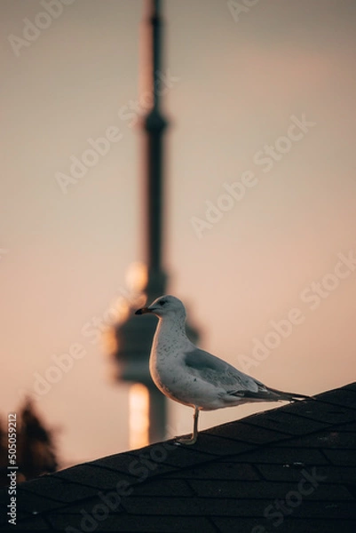 Obraz seagull on the roof