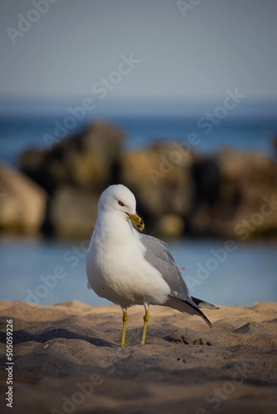 Obraz seagull on the beach