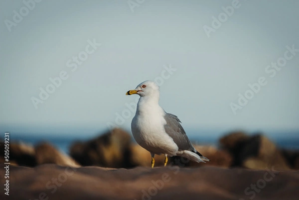 Obraz seagull on the beach