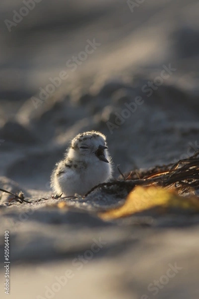 Obraz Western Snowy Plover Chick