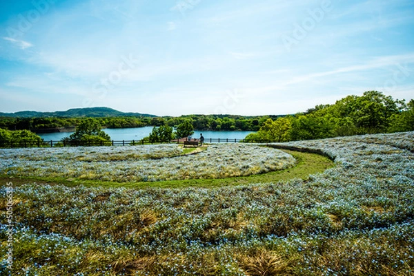 Obraz るるパークのネモフィラ