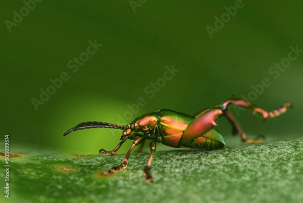 Obraz rainbow bug on the wild