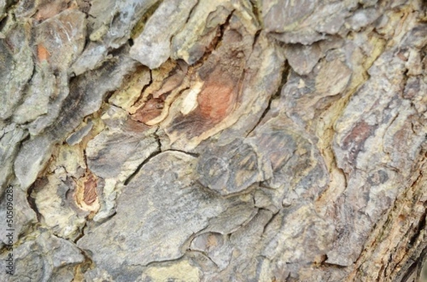 Obraz texture and bark of a tree.