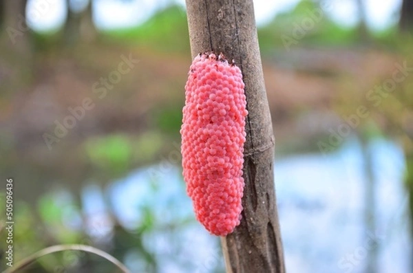 Obraz The mollusk's eggs are on the wood in the river.