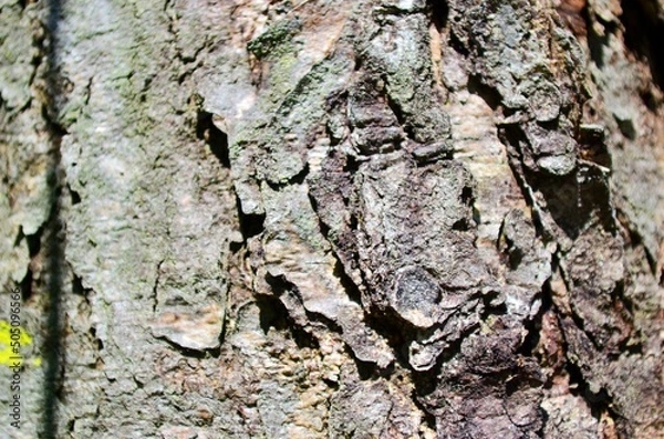 Obraz bark of a tree