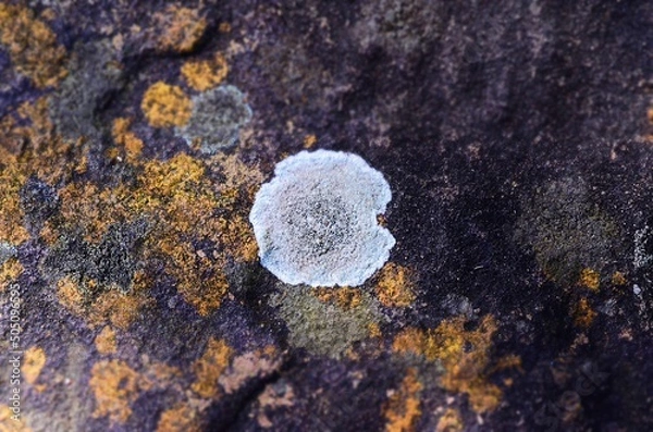 Obraz lichen on a rock
