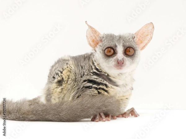 Obraz ふわふわの柔らかい毛に覆われたショウガラゴ