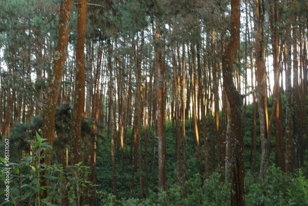 Obraz Beautiful pine forest background