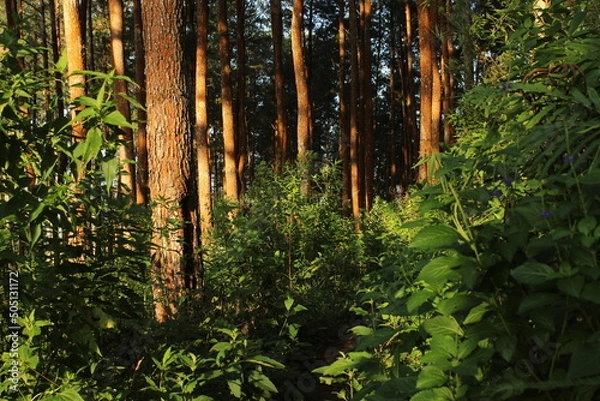 Obraz Beautiful pine forest background