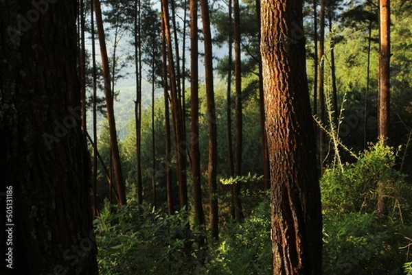 Obraz Beautiful pine forest background