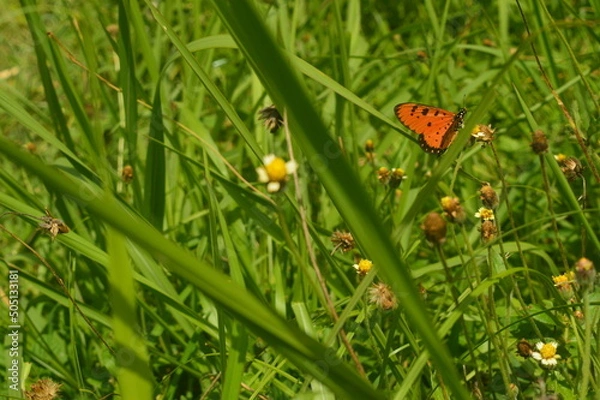 Obraz grass and butterfly background