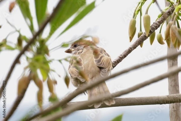 Obraz closeup a sparrow bird on a tree