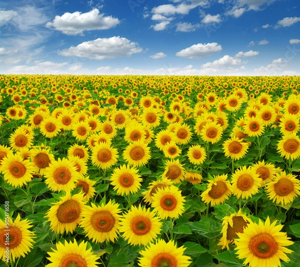 Obraz field of blooming sunflowers