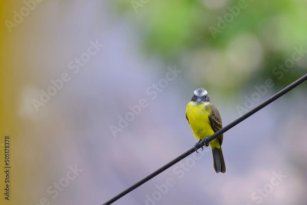 Fototapeta Social Flycatcher (Myiozetetes similis), perched on the dry branches of an old bush in the jungle.