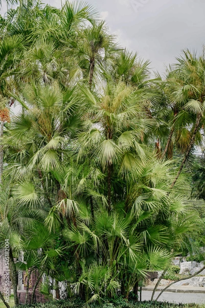 Obraz Acoelorrhaphe wrightii palm trees, Thailand 