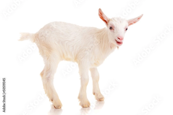 Obraz goat , isolated