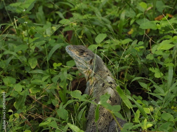 Obraz WILD LIZARD IN THE JUNGLE IN COSTA RICA