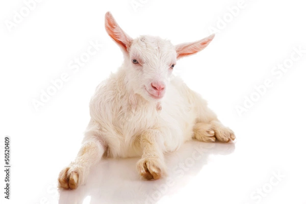 Obraz goat , isolated