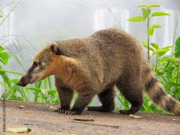 Obraz Quati, Nasua nasua