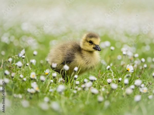 Obraz Kanadagans Küken